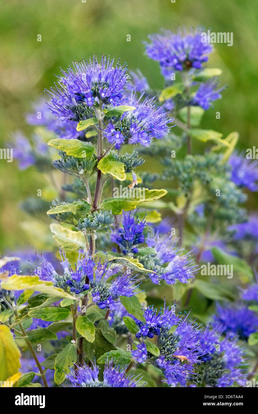 Caryopteris x clandonensis 'Lil' Miss Sunshine' fiore di Caryopteris Foto Stock