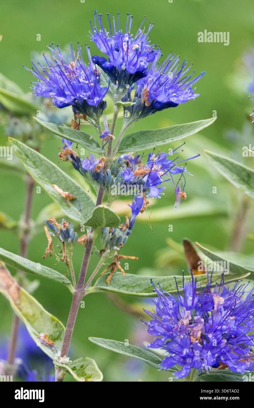 Caryopteris clandonensis "Kew Blue" ritratto di fiori Foto Stock