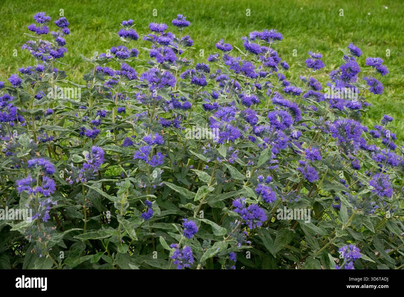 Caryopteris x clandonensis "Blue Empire" Caryopteris clandonensis, ammassi di arbusti arrotondati di piccoli fiori blu Foto Stock