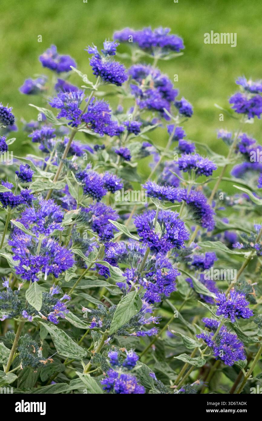 Caryopteris x clandonensis "Blue Empire" Fiori di Barbablù Foto Stock