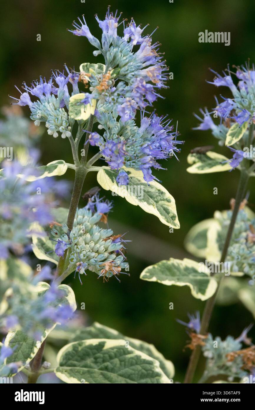 Caryopteris x clandonensis "White Surprise" Foto Stock