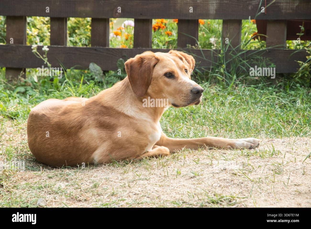 Cane marrone calmo che riposa sull'erba in un tranquillo cortile rurale in una giornata calda e tranquilla. Foto Stock