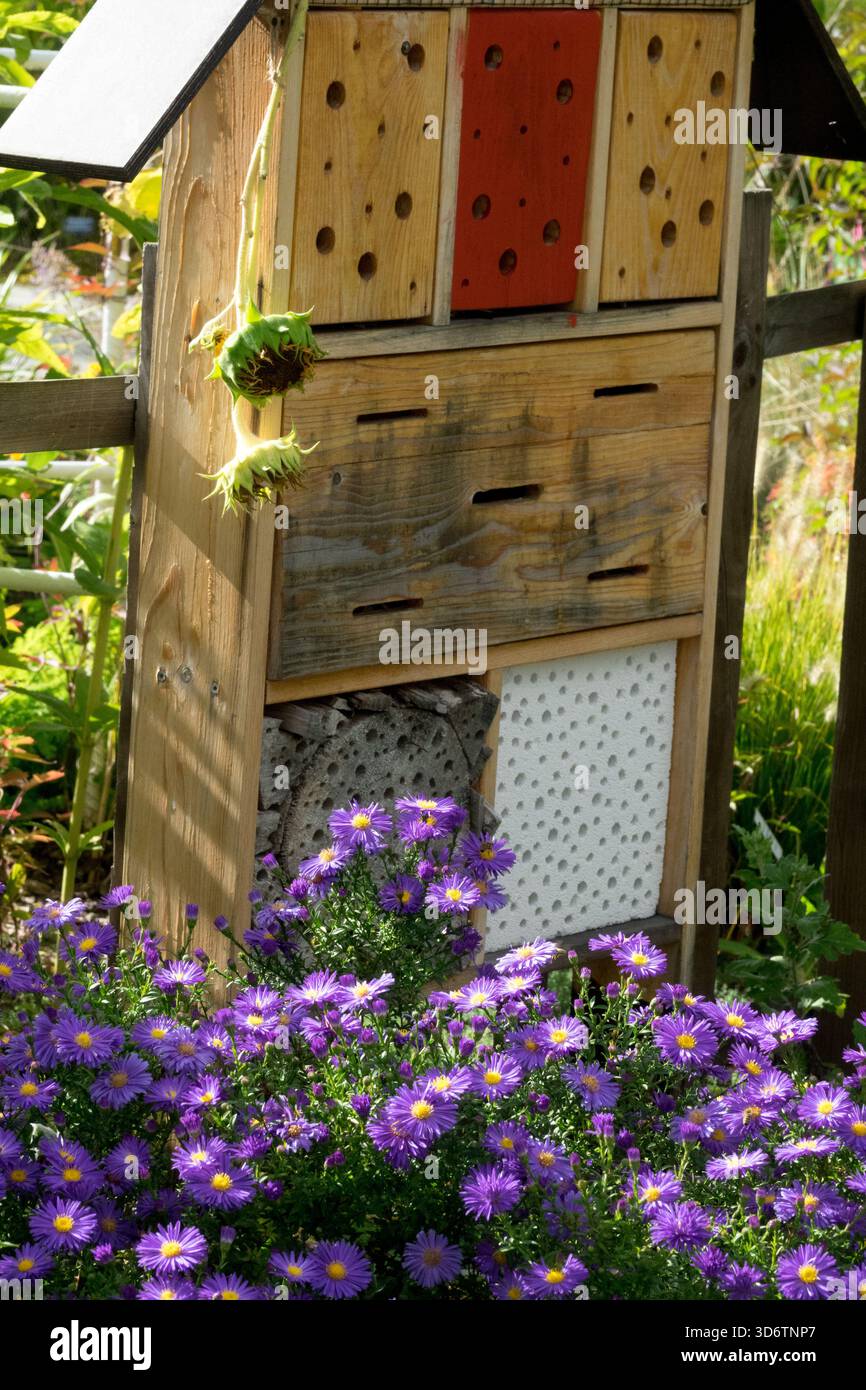 Asters autunnali di fronte all'Insect hotel Garden Foto Stock