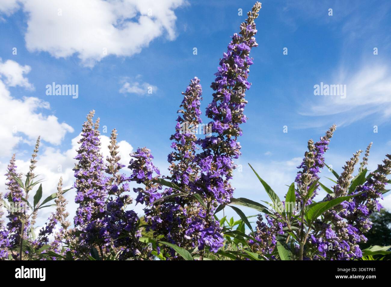 Vitex agnus castus, Chaste Tree, Flowers, Purple Blue Colour, Shrub, Spikes, Giardino, Autunno, impianto Foto Stock