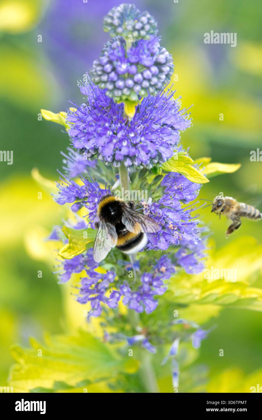 Un bumblebee su un fiore e un'ape miele che volano Foto Stock