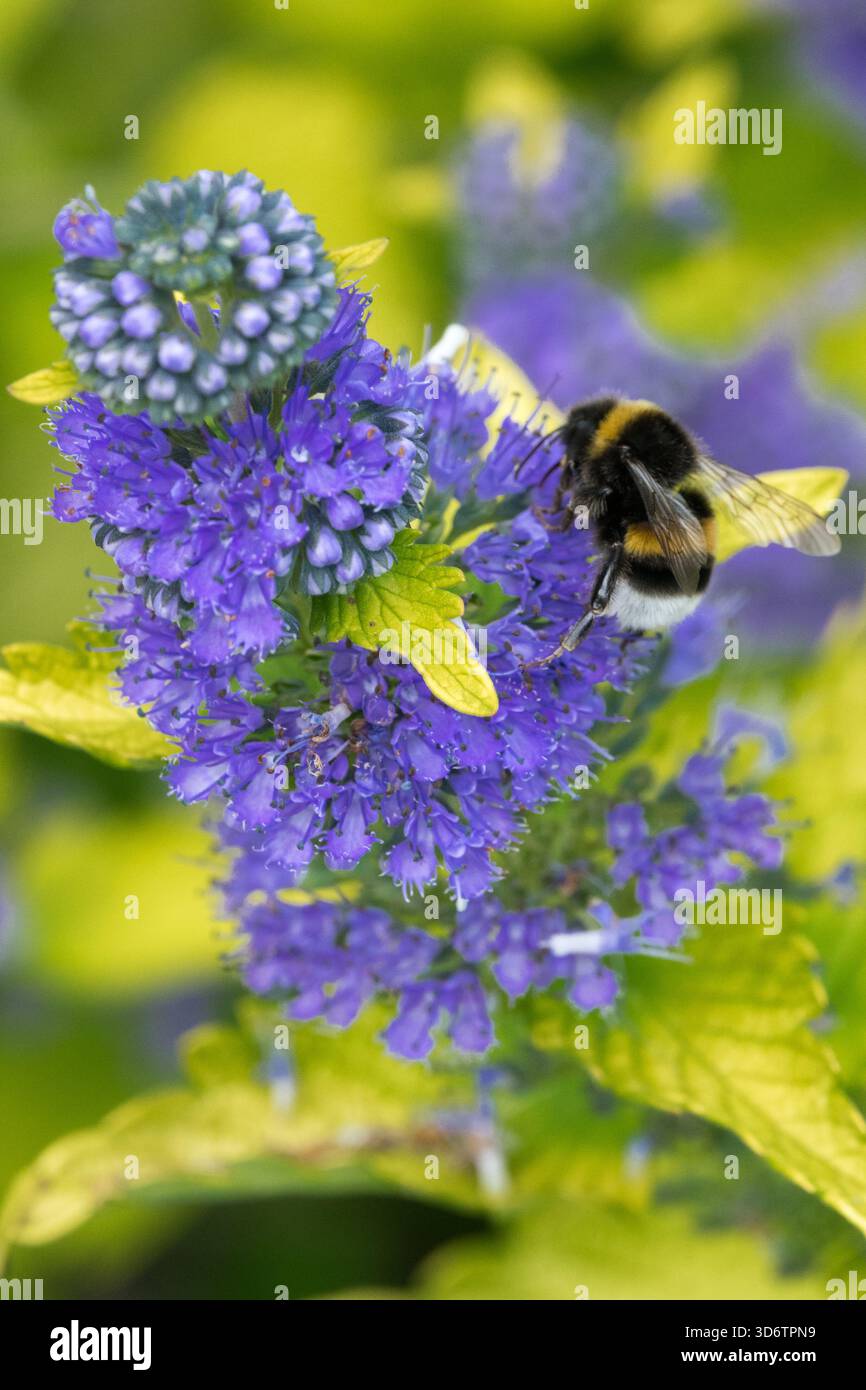Bumblebee (Bombus sp.) si nutre attivamente del nettare di vivaci fiori blu-viola di un arbusto di barba blu Foto Stock