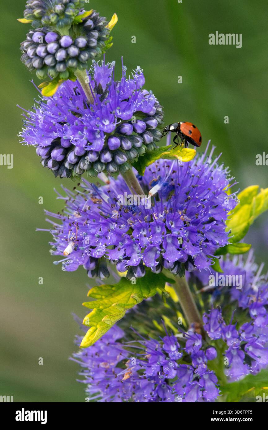 Red Ladybird on Flower Ladybug Seven Spot Bug Insect, Coccinella septempunctata, Insect on Flower, Caryopteris Purple Blue Foto Stock