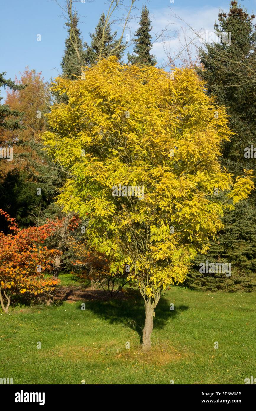 Thornless Honeylocust Tree Gleditsia triacanthos 'Elegantissima' Autumn Color Autumnal Season October Colour November, Yellow Turn Leaves Fall Foto Stock