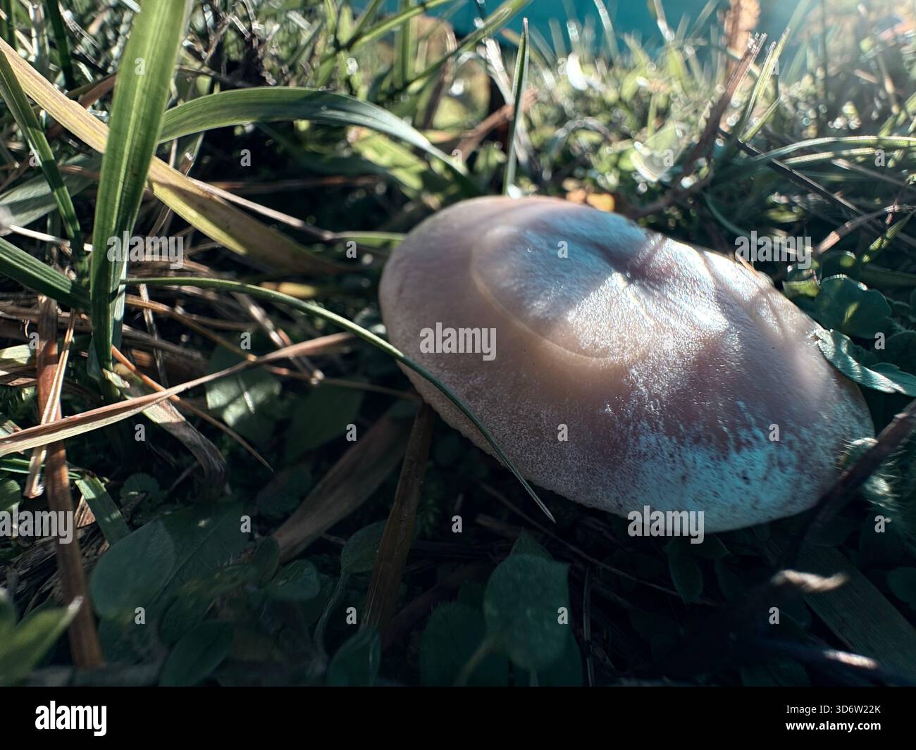 Cappuccio a funghi lisci con sfumatura bluastra che cresce nell'erba, evidenziato dalla luce naturale e dalla messa a fuoco superficiale. Foto Stock