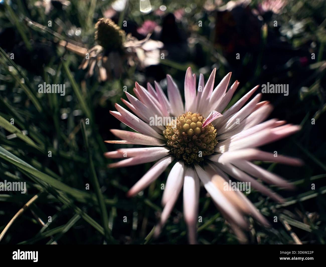 Margherita bianca con petali rosa e centro giallo in un campo erboso, vista naturale ravvicinata. Foto Stock