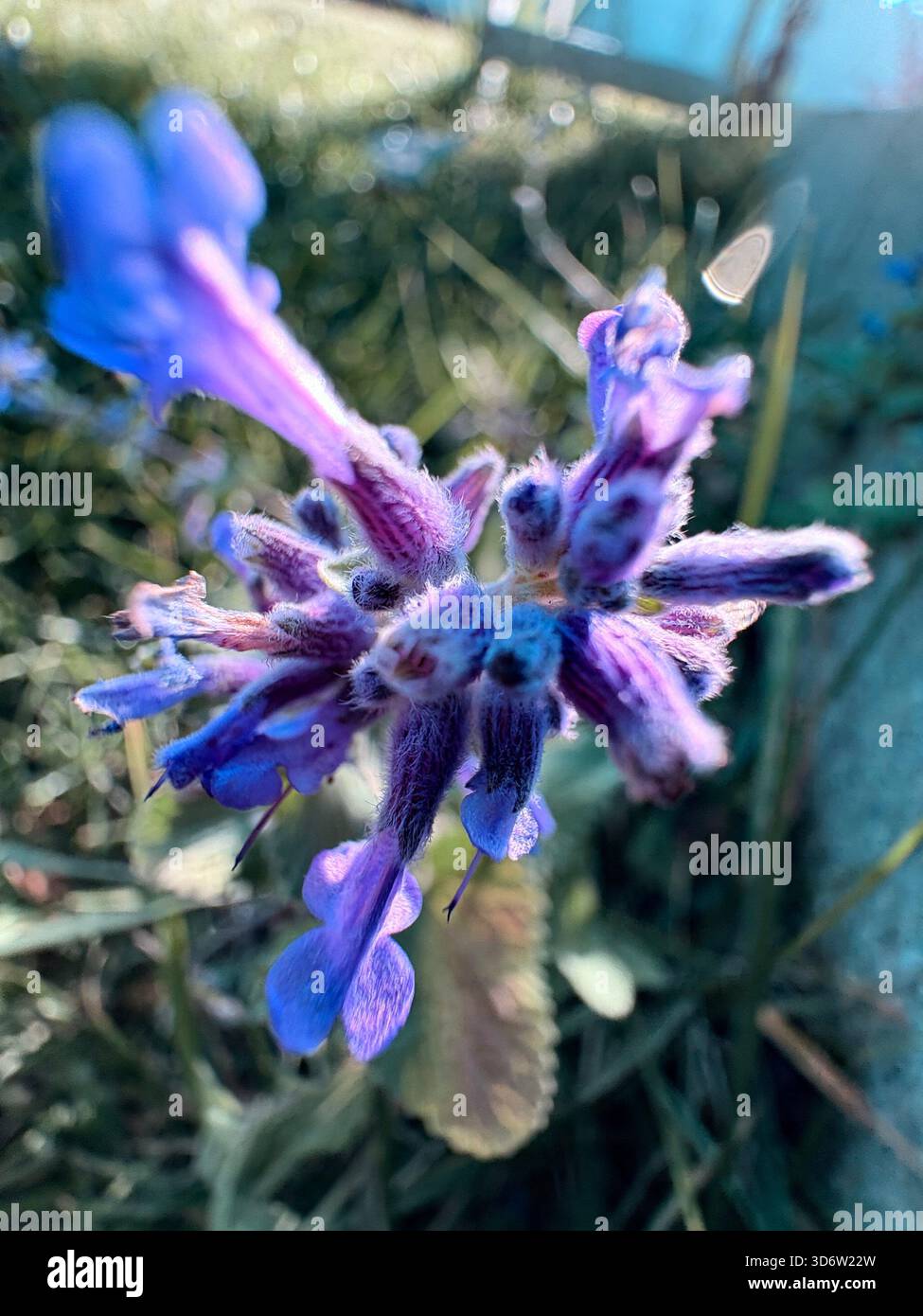 Primo piano di un vibrante fiore di campo viola con petali tubolari fuzzy, che crescono nell'erba vicino a una superficie di cemento Foto Stock