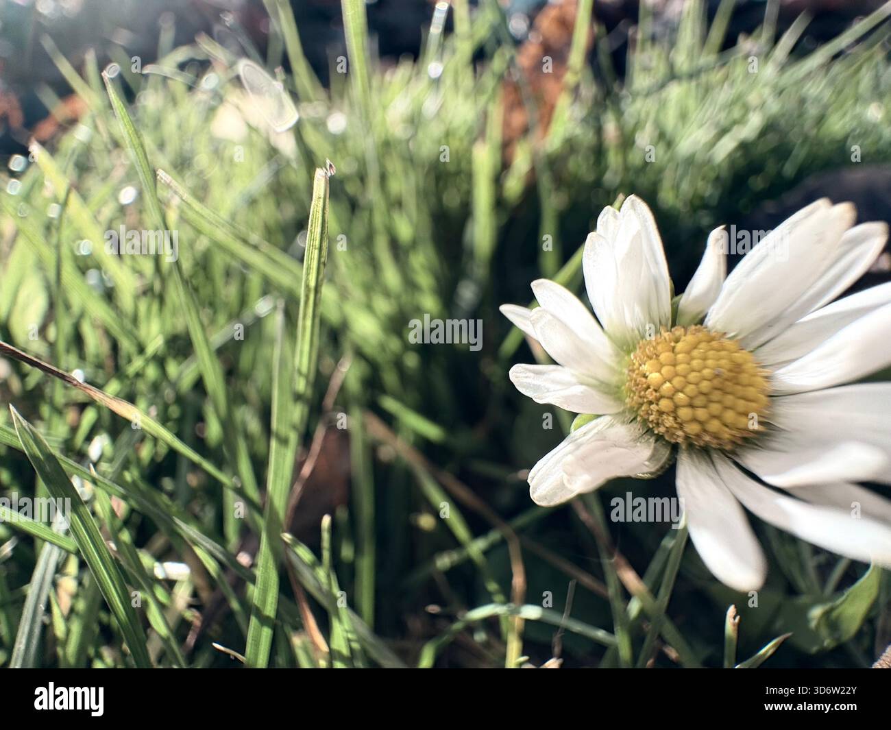 Margherita bianca con centro giallo in erba alta, gocce di rugiada visibili, primo piano mattutino leggermente illuminato. Foto Stock