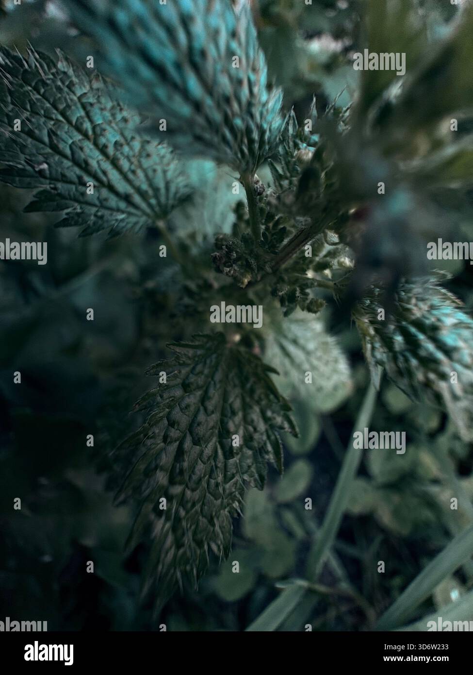 Ortica pungente con foglie seghettate e peli fini, vista ravvicinata in un ambiente naturale all'aperto. Foto Stock