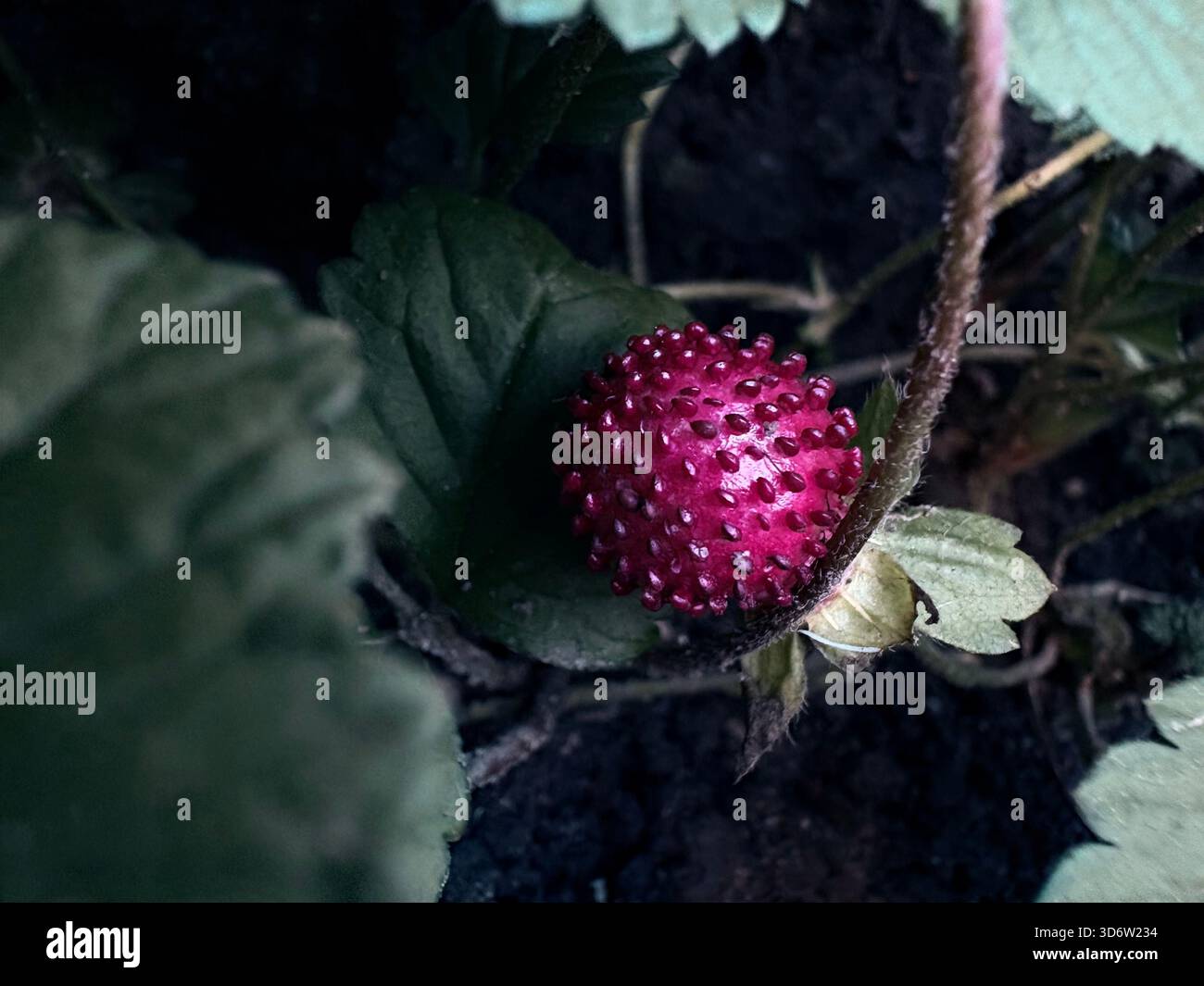 Fragola finta con superficie rossa irregolare e foglie verdi che crescono nel terreno scuro, vista ravvicinata. Foto Stock