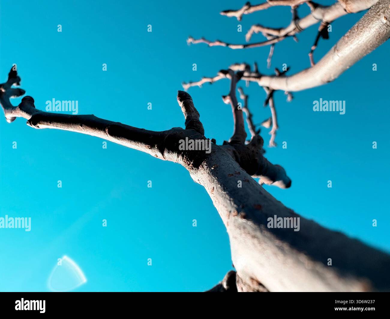 Albero senza fronzoli con rami testurizzati che raggiungono il cielo azzurro limpido, con prospettiva ravvicinata verso l'alto. Foto Stock