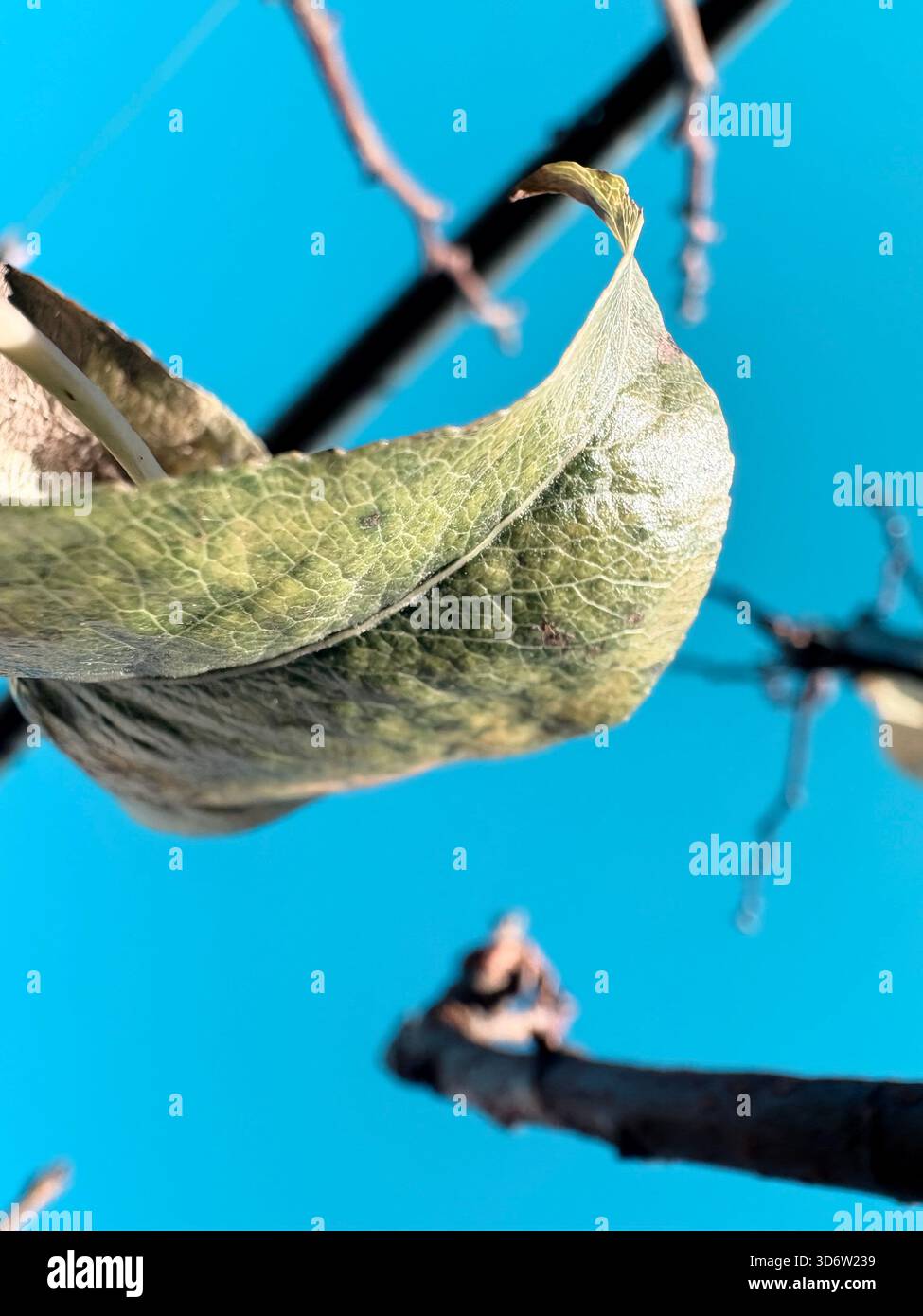 Foglia asciutta arricciata con venature visibili contro il cielo azzurro, fotografata dal basso, vista ravvicinata. Foto Stock