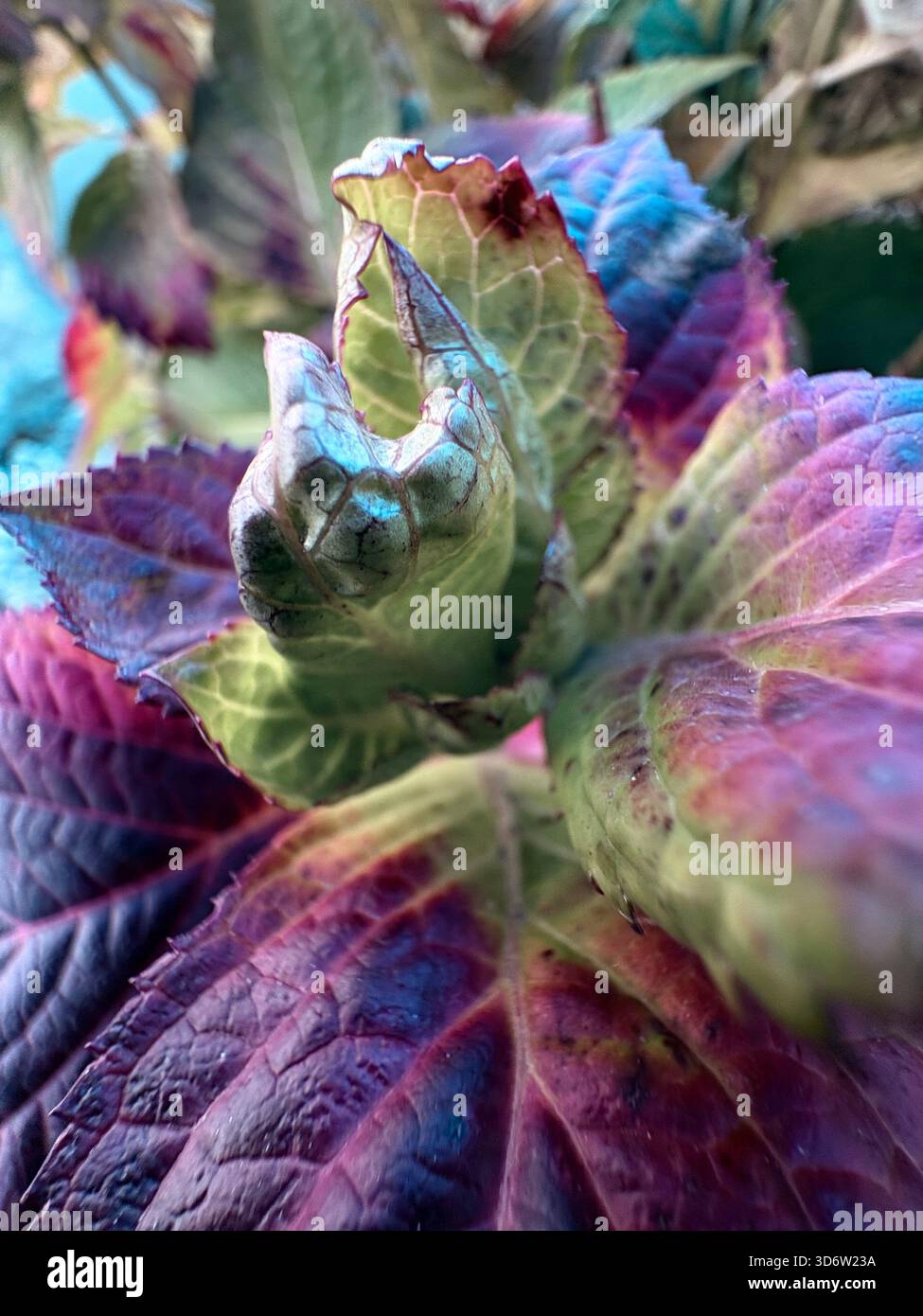Pianta colorata con gemma centrale arricciato e foglie vivaci nei toni verde, viola, rosso e blu. Foto Stock