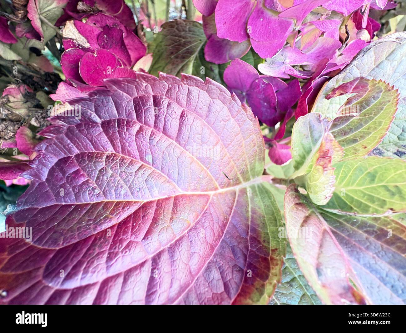 Foglie di Ortensia con sfumatura viola-verde e fiori magenta sullo sfondo, vista ravvicinata del giardino. Foto Stock