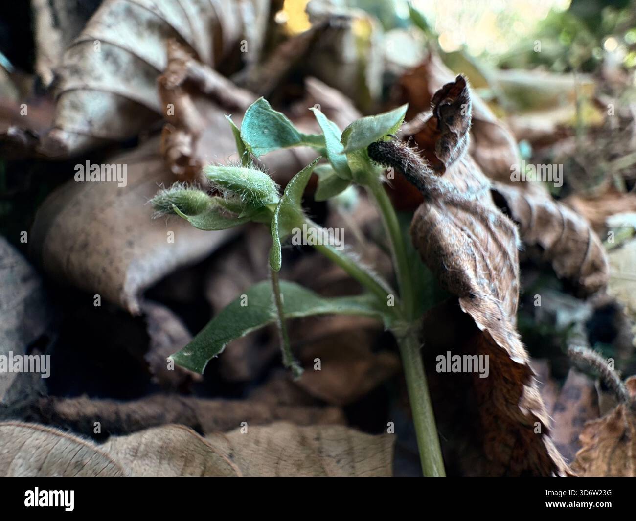 Piccola pianta verde con steli sfocati che emergono da foglie marroni secche, vista ravvicinata della crescita precoce. Foto Stock