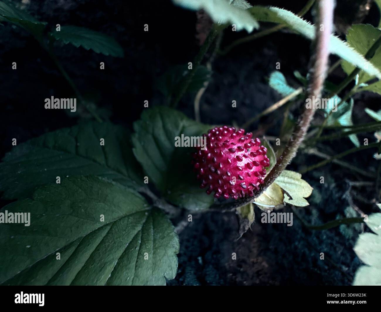 Piccola fragola selvatica che si sviluppa su uno stelo peloso con foglie verdi, vista ravvicinata su sfondo scuro. Foto Stock