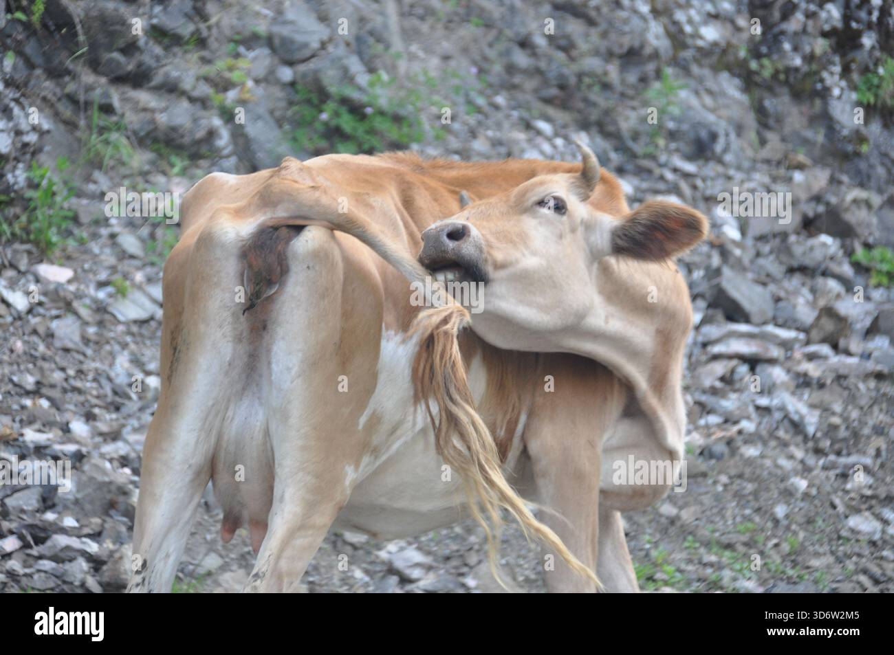 Una mucca è vista in un'area rocciosa, con l'animale che sembra interagire con la sua coda. La scena cattura un momento tranquillo nella natura, mostrando la mucca Foto Stock