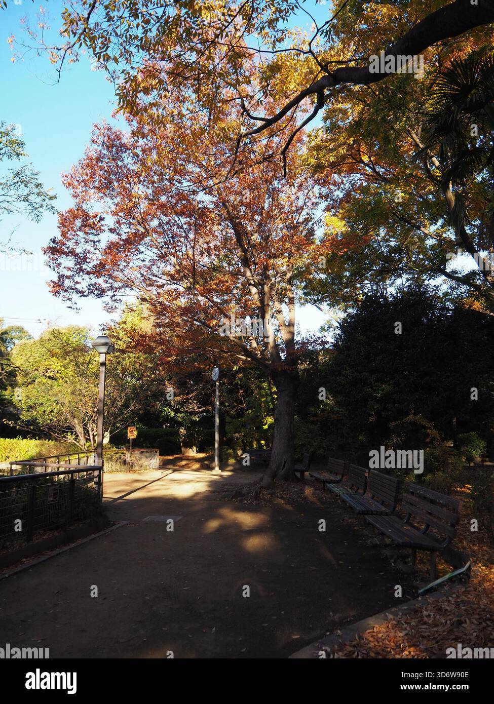 Panchine di legno intemprate in un parco autunnale di prima mattina a Ogikubo, Suginami, Tokyo Foto Stock