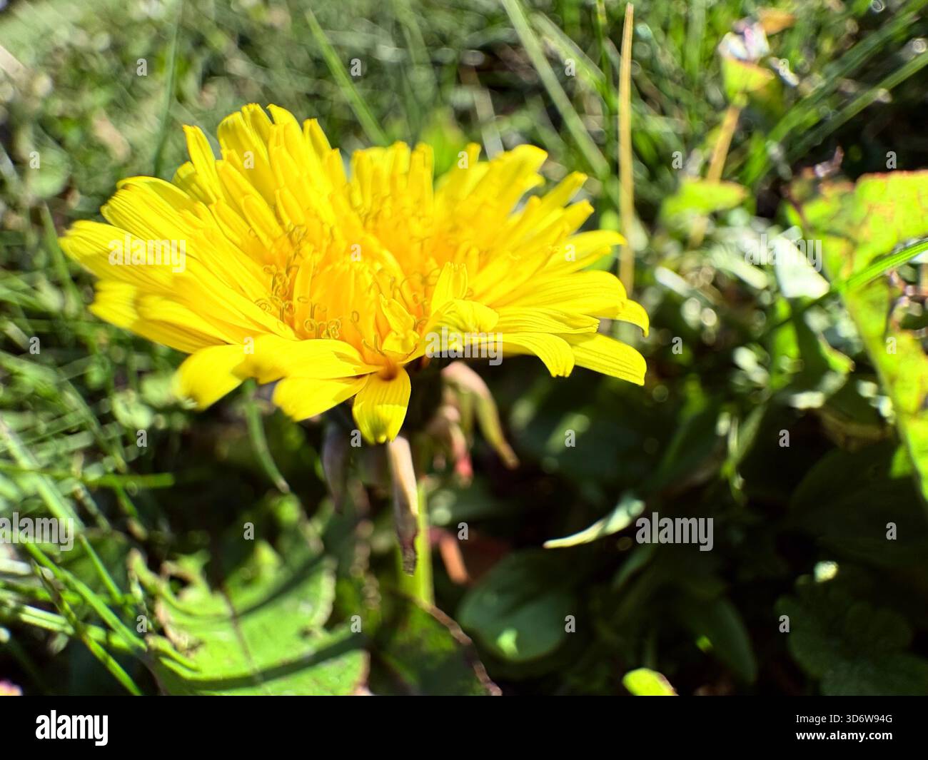 Fiore di dente di leone giallo brillante in piena fioritura circondato da erba verde e foglie, vista ravvicinata. Foto Stock