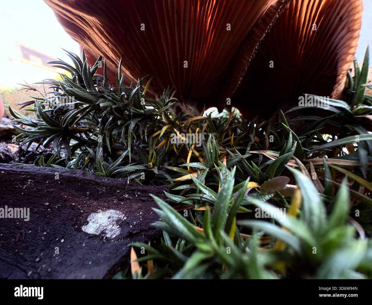 Grande fungo con branchie visibili che crescono tra le piante verdi, vista ravvicinata ad angolo basso. Foto Stock