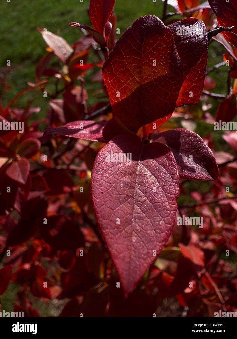 Foglia rossa illuminata dalla luce del sole con venature e consistenza visibili, vista ravvicinata del giardino. - Immagine stock catturata con smartphone