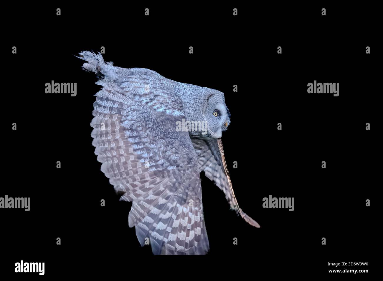 Il gufo grande Grigio ha caratteristiche di design incredibili che lo rendono un cacciatore e un predatore silenzioso. Una vista incredibile, specialmente nella neve. Foto Stock