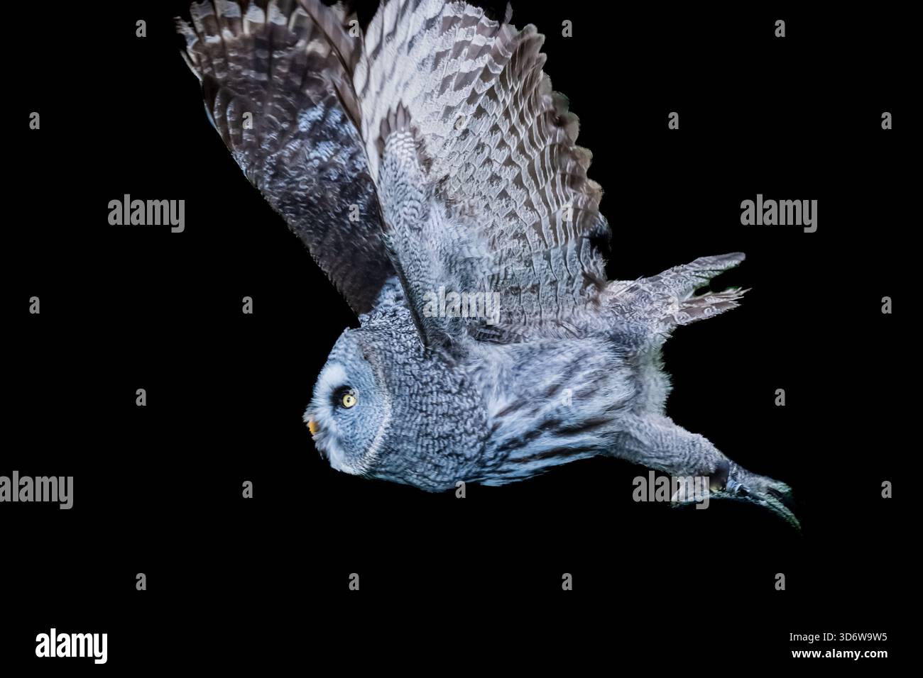 Il gufo grande Grigio ha caratteristiche di design incredibili che lo rendono un cacciatore e un predatore silenzioso. Una vista incredibile, specialmente nella neve. Foto Stock