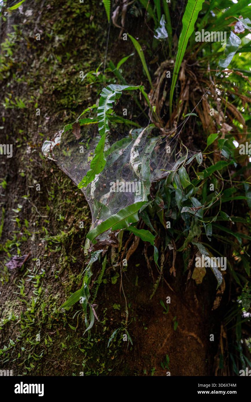 Delicata ragnatela attaccata alle foglie tropicali e alla corteccia degli alberi nella foresta pluviale peruviana di Tingo Maria, mostrando texture naturali e biosubacquei nella giungla Foto Stock
