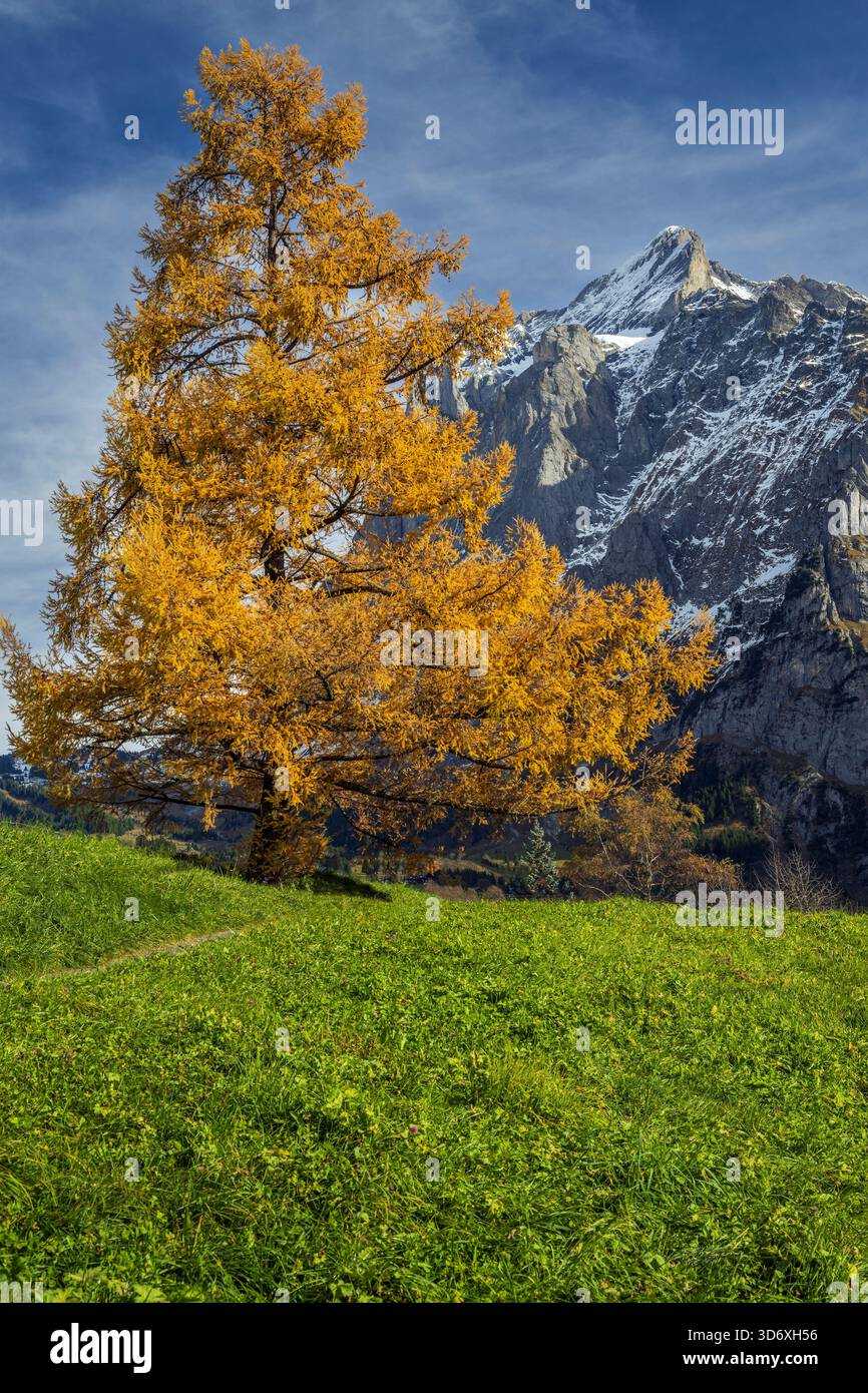 Larice giallo con il monte Wetterhorn sullo sfondo, Grindelwald, Cantone di Berna, Svizzera Foto Stock