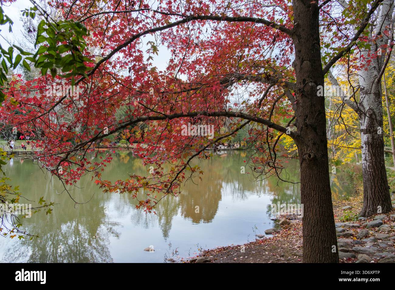 Riflessioni d'oro dell'autunno nel quartiere Sariyer di Istanbul, Turchia Foto Stock