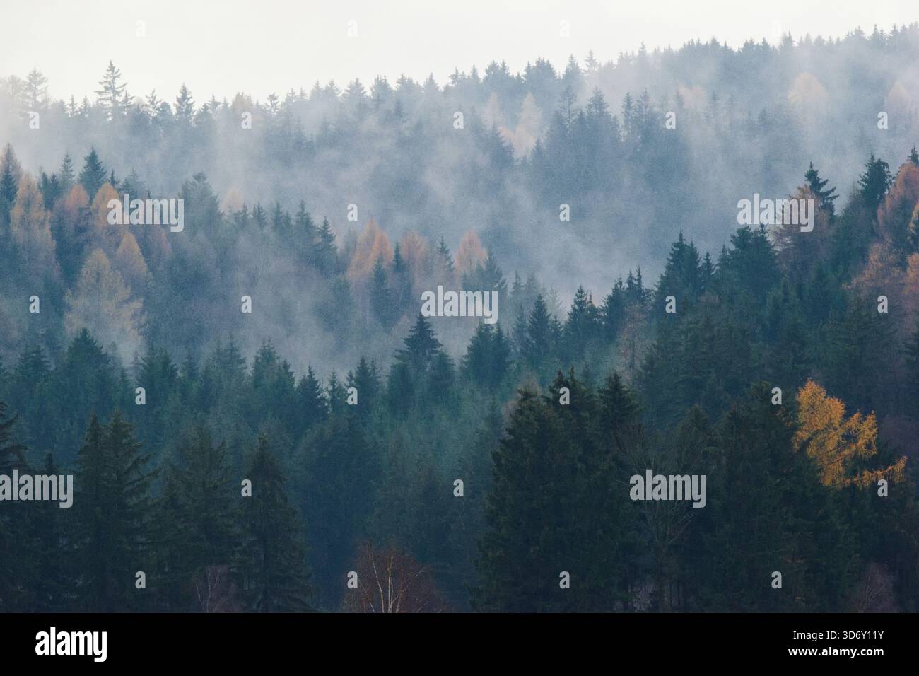 Foresta di montagna nebbiosa, paesaggio autunnale mostruoso Foto Stock
