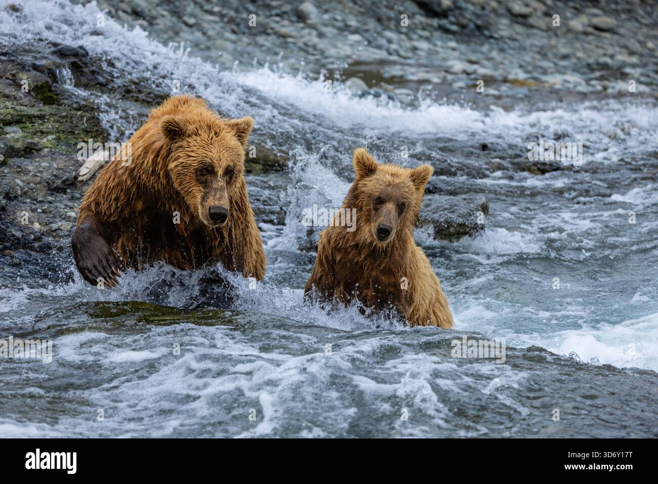 Madre e cucciolo di orso bruno dell'Alaska nella cascata del McNeil River State Game Santuary and Refuge, Alaska, USA Foto Stock