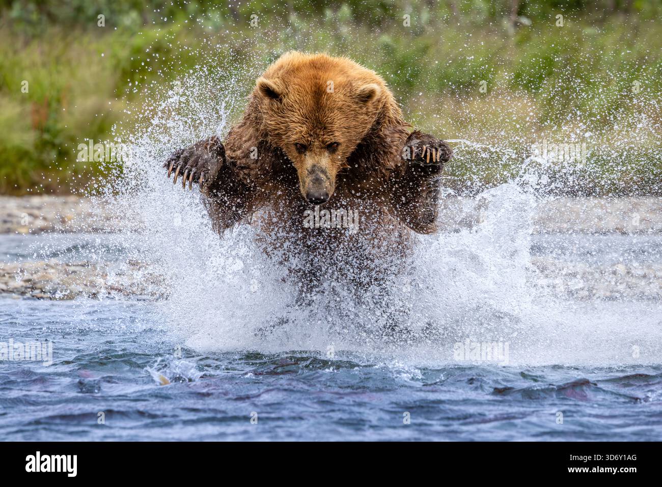 Orso bruno dell'Alaska che cattura il salmone nel Moraine Creek al Katmai National Park and Preserve, Alaska, USA Foto Stock
