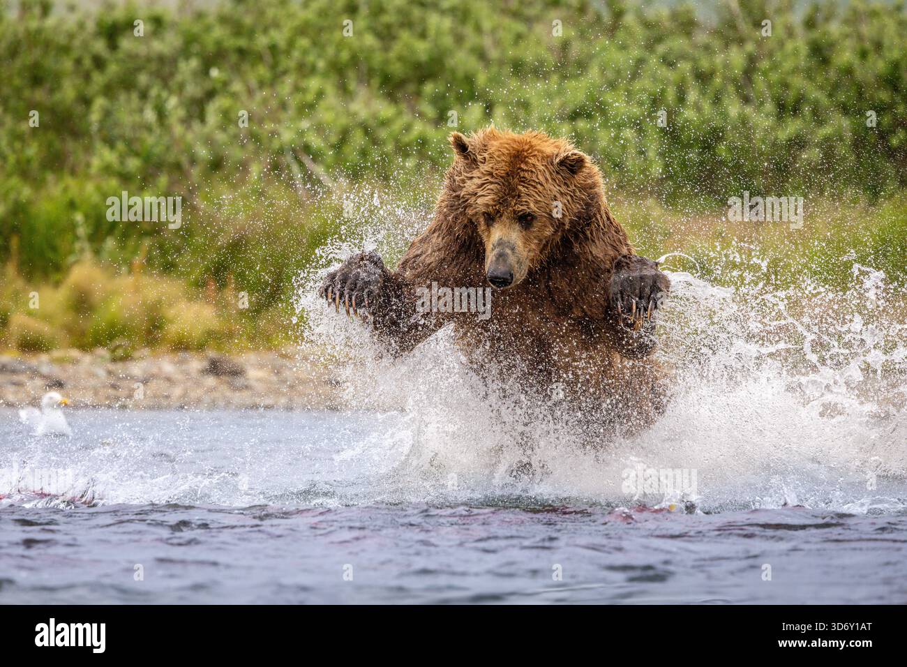 Orso bruno dell'Alaska che cattura il salmone nel Moraine Creek al Katmai National Park and Preserve, Alaska, USA Foto Stock