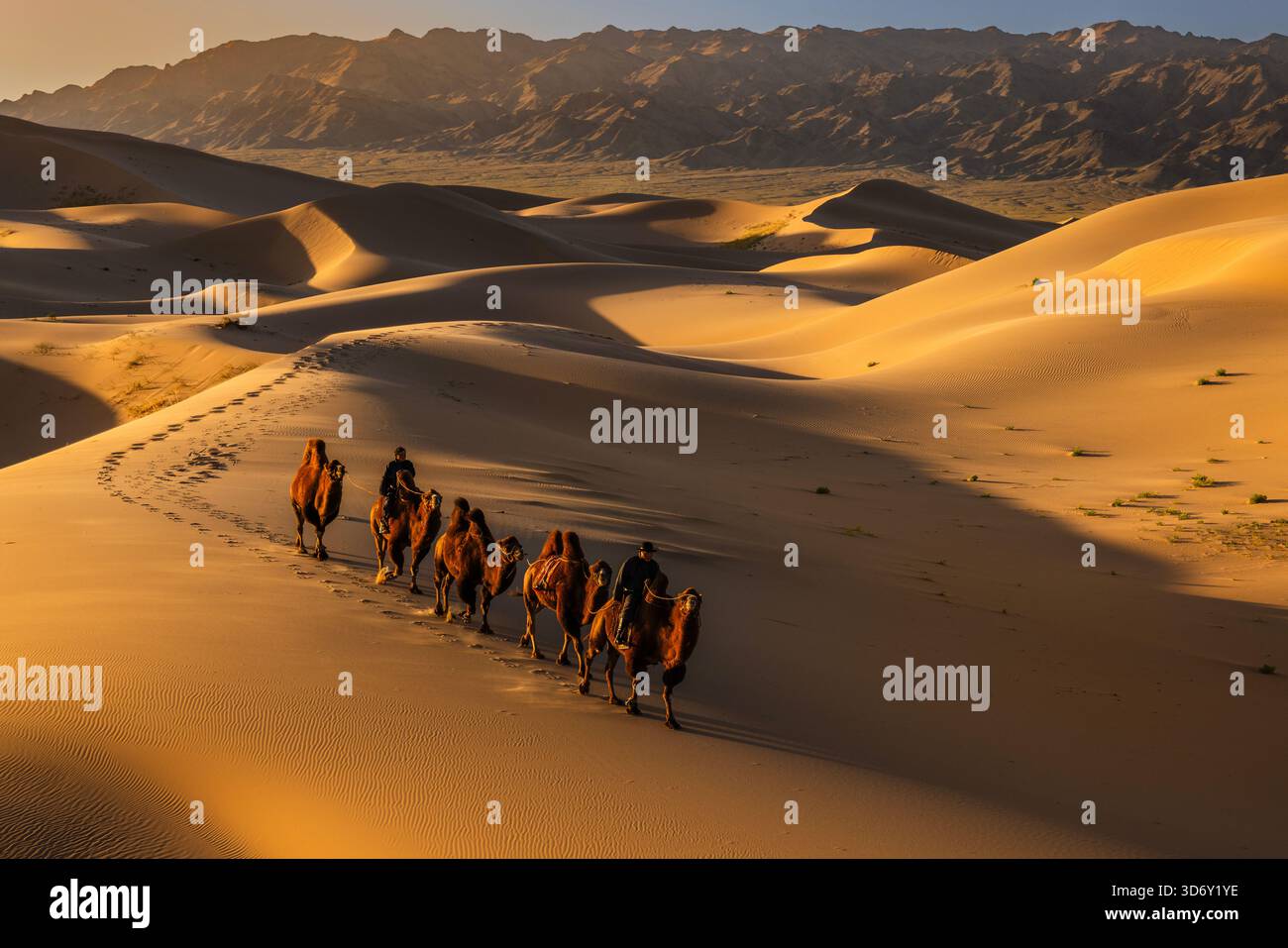 Treno a dorso di cammello nel deserto del Gobi a Khongor 'Singing Sand Dunes' all'alba, in Mongolia Foto Stock