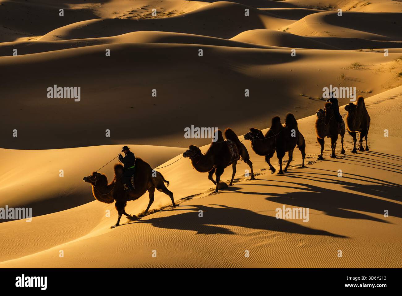 Treno a dorso di cammello nel deserto del Gobi a Khongor 'Singing Sand Dunes' all'alba, in Mongolia Foto Stock