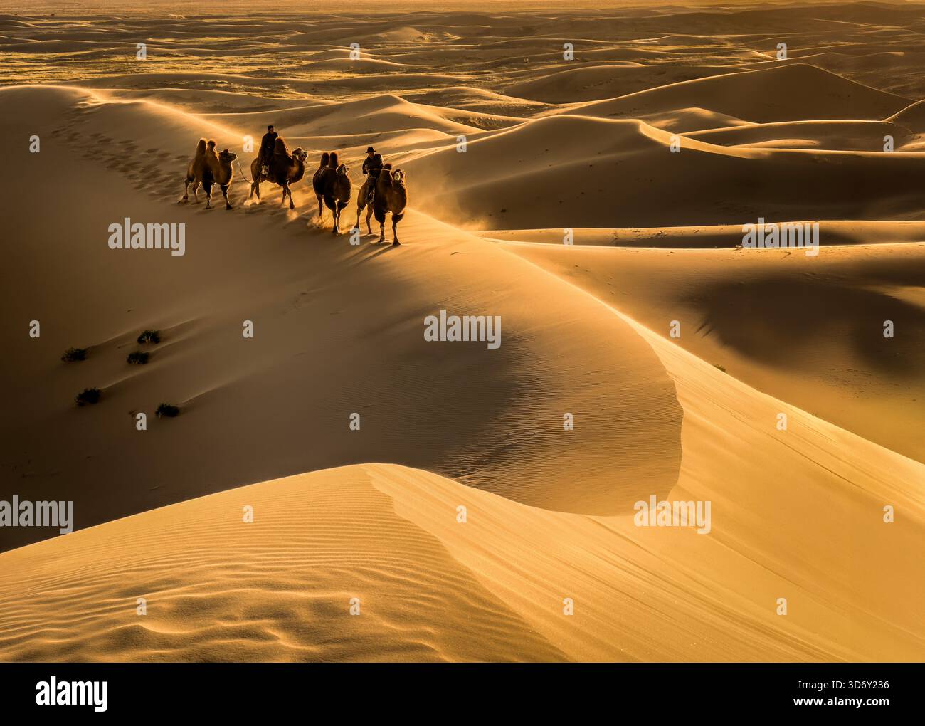 Treno a dorso di cammello nel deserto del Gobi a Khongor 'Singing Sand Dunes' all'alba, in Mongolia Foto Stock