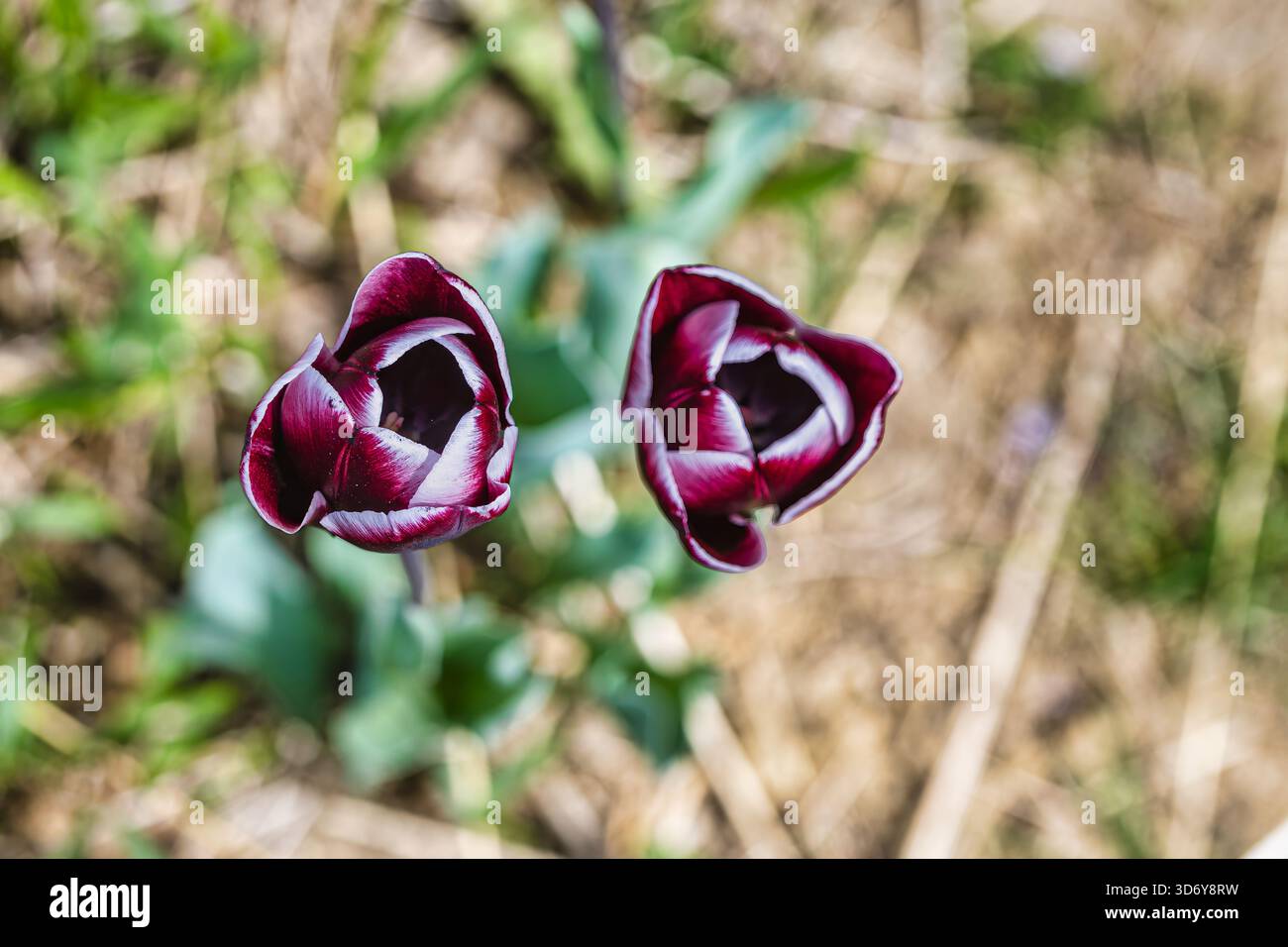 La fotografia mostra due tulipani, che mostrano un profondo colore Bordeaux con impressionanti segni bianchi lungo i loro petali. I fiori sono a fuoco, Foto Stock