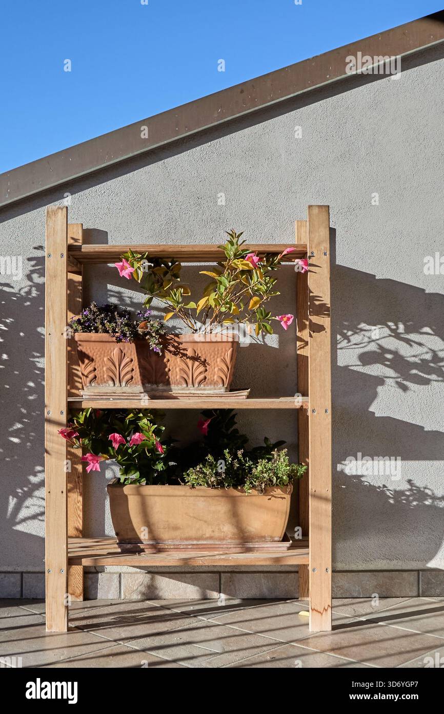 Un ripiano di piante in legno all'aperto che contiene vasi di terracotta pieni di piante in fiore, illuminati dalla luce solare naturale. L'immagine evidenzia caldo t Foto Stock