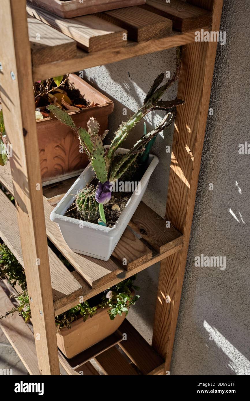 Un piccolo cactus in una piantatrice rettangolare bianca si trova su una mensola in legno all'aperto, illuminata da una forte luce solare. L'immagine evidenzia le trame naturali, e. Foto Stock