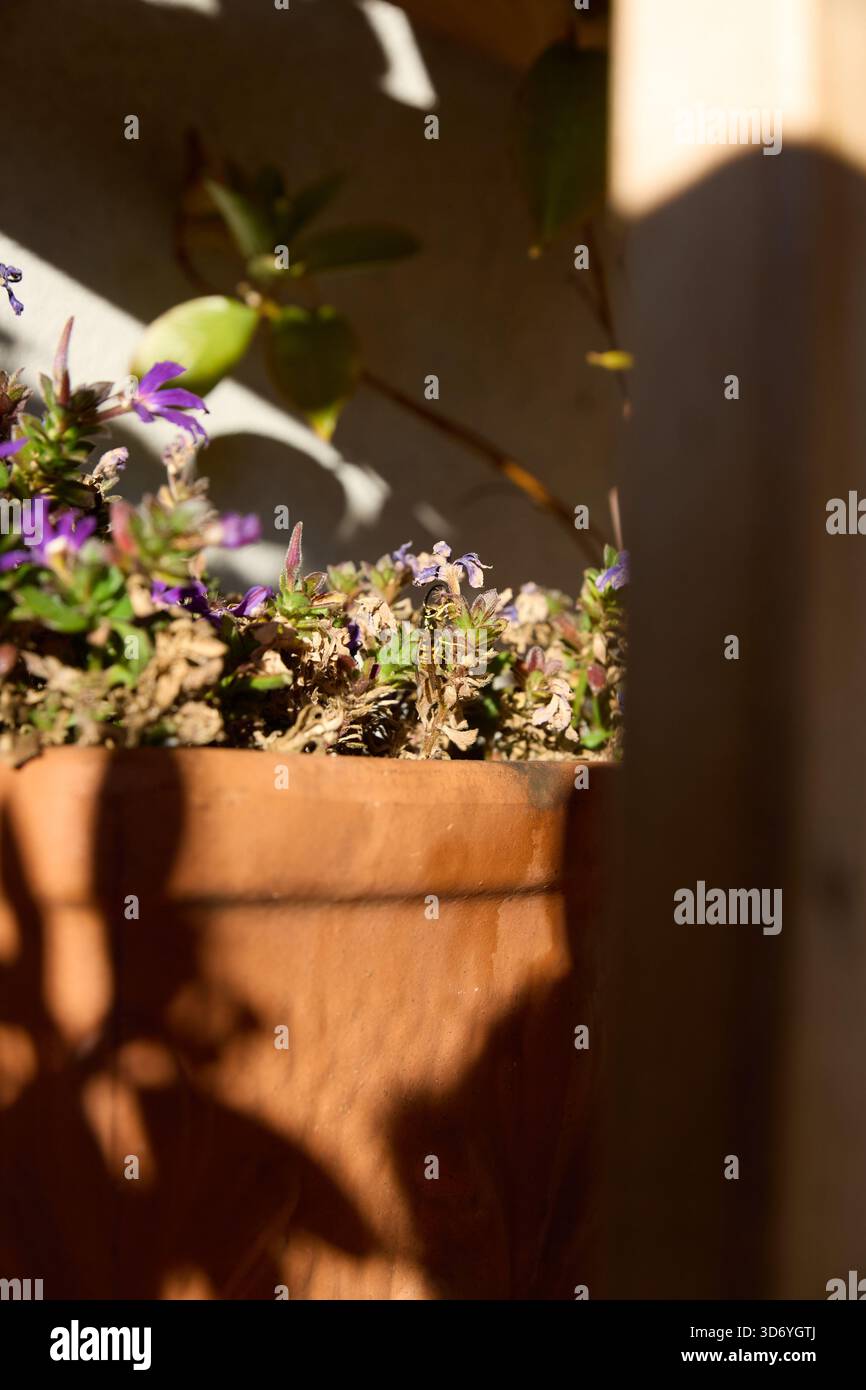 Una piantatrice di terracotta piena di piccoli fiori viola viene fotografata alla luce calda del sole, con ombre morbide che creano profondità. I primi piani catturano la delizia Foto Stock