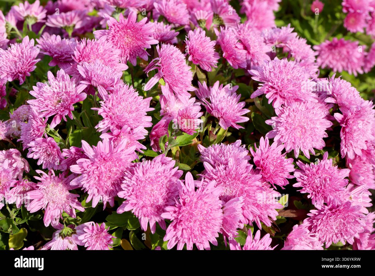 Sfondo di crisantemi rosa completamente fioriti. La luce soffusa enfatizza i delicati petali, i colori vivaci e le texture floreali naturali, creando una e Foto Stock
