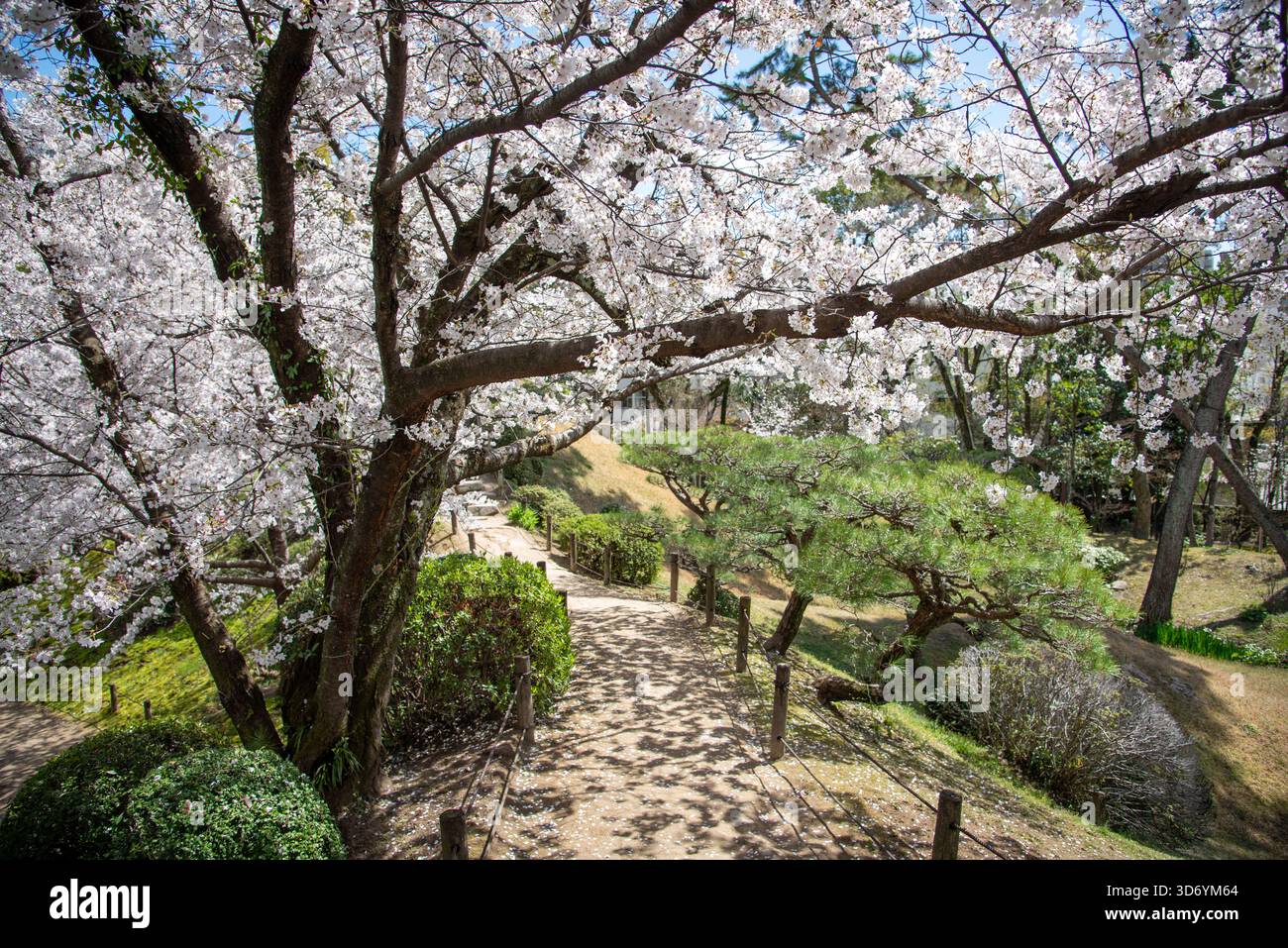 Diramazioni di Sakura che si innalzano su un sentiero illuminato dal sole. Un luminoso percorso primaverile si snoda sotto i rami di sakura in fiore e la luce del sole soffusa. Foto Stock