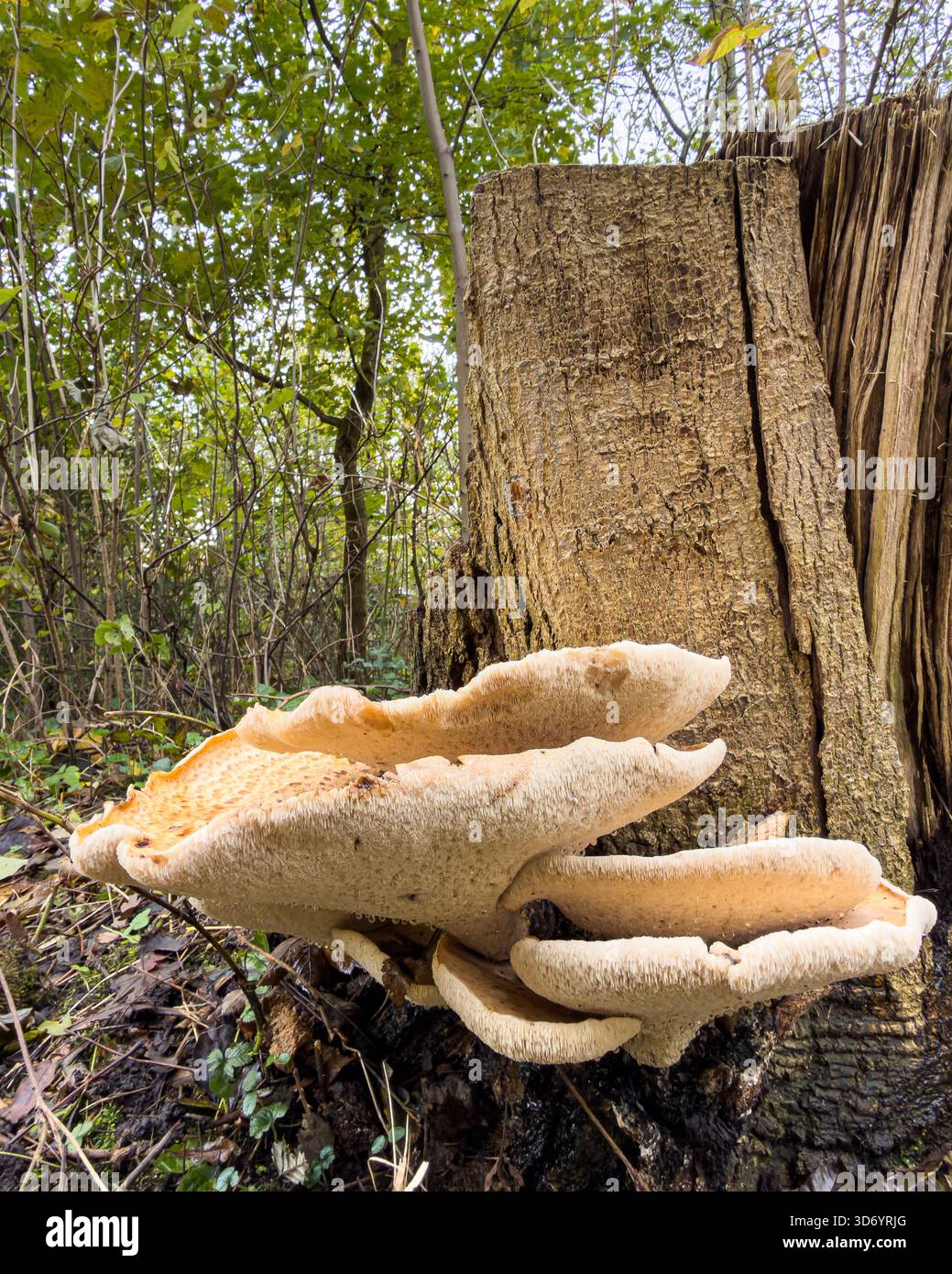 Un grande fungo selvatico che cresce sul lato di un tronco di albero in decomposizione in un ambiente boschivo umido. Foto Stock