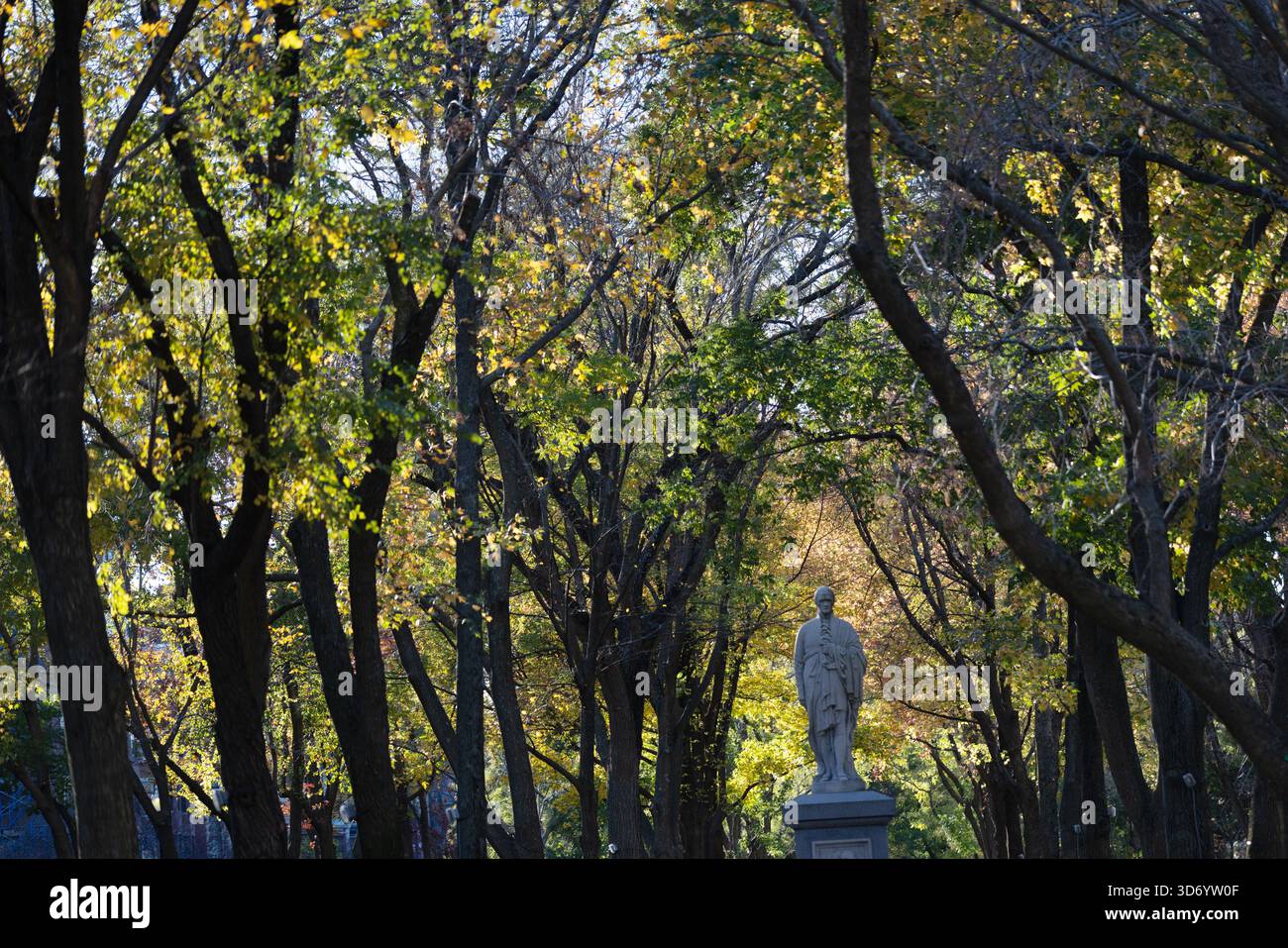 La luce del sole filtra tra tra gli alberi del centro commerciale Commonwealth Avenue in autunno Foto Stock