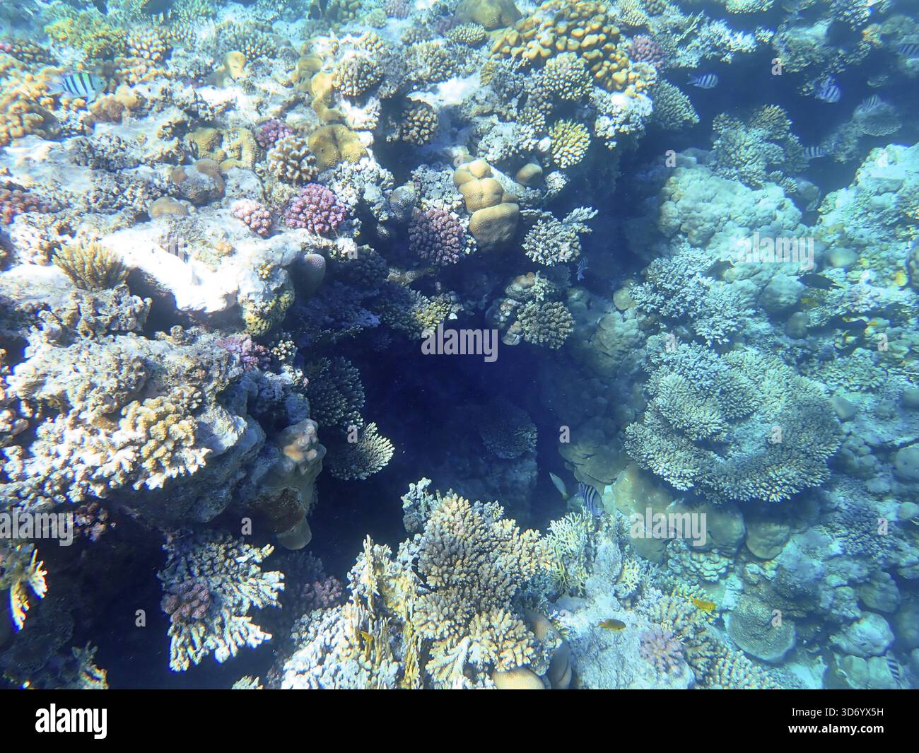 Barriere coralline sottomarine nell'isola di Umm Gamar Mar Rosso, che mostrano Knob Coral (Goniastrea stelligera) e sergente maggiore (Abudefduf vaigiensis) Foto Stock